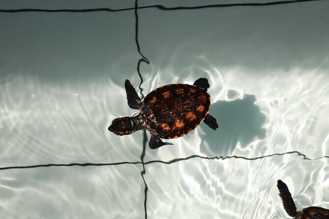 Bali Horse Riding and Turtle Release at Saba Beach - A Closer Look at the Day’s Highlights