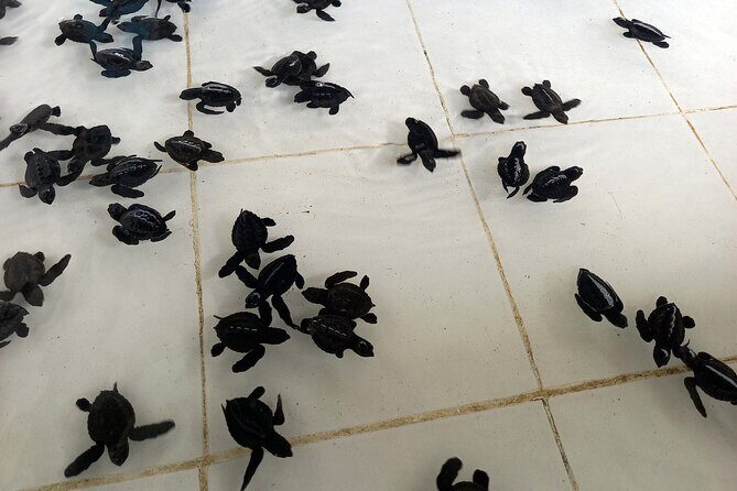 Bali Horse Riding and Turtle Release at Saba Beach - FAQ