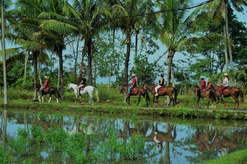 bali-horse-riding-on-pigstone-beach-and-in-the-rice-fields
