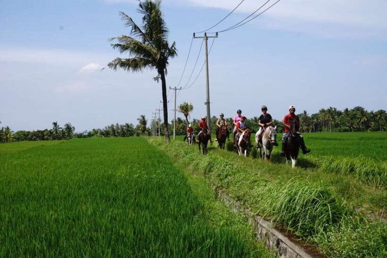 bali-horse-riding-on-pigstone-beach-and-in-the-rice-fields