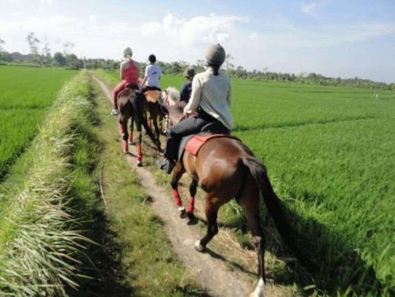 bali-horse-riding-on-the-beach-and-rice-field-tour