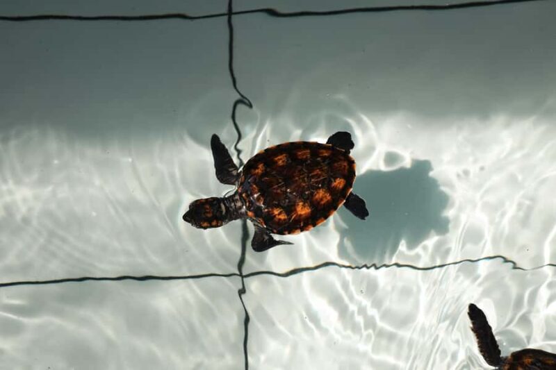 Bali: Horse Riding & Turtle Release Experience at Saba Beach - Horseback Riding on Saba Beach