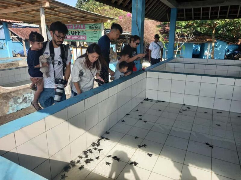 Bali: Horse Riding & Turtle Release Experience at Saba Beach - The Practicalities: What to Expect