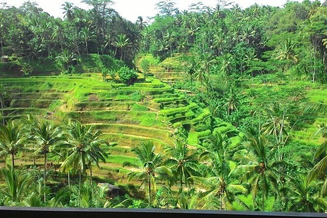 Bali in 1-Day : Rice Terrace, Volcano, Tanah lot - All Inclusive - An Evening in Bali: What the Tour Offers