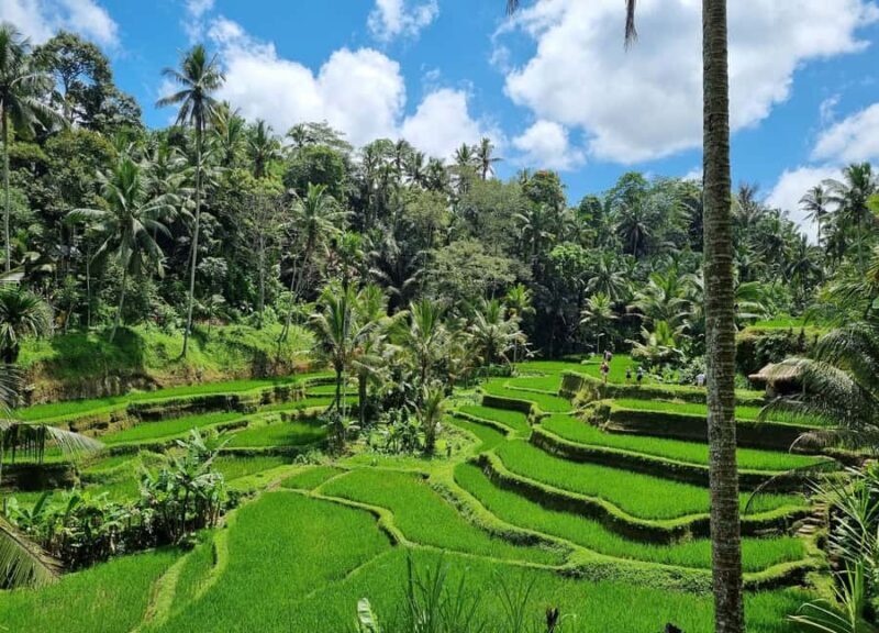 Bali: Jaga Satru Waterfall, Goa Lawah & Sidemen Tour - Transportation, Timing, and Practical Details
