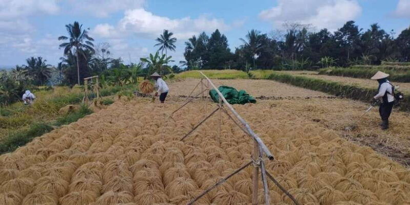 bali-jatiluwih-full-day-e-bike-and-trekking-tour