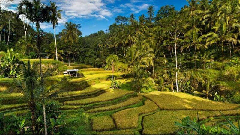 Bali: Jatiluwih Rice Terrace, Temple & Hot Springs Day Trip - Practical Aspects: What to Know Before You Go