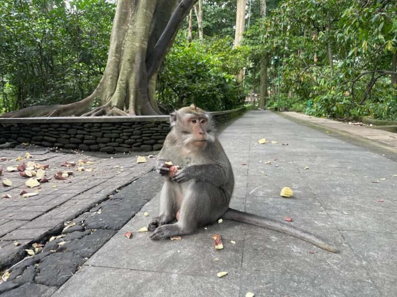 Bali: Jatiluwih Rice Terrace, Temple & Hot Springs Day Trip - How This Tour Adds Value