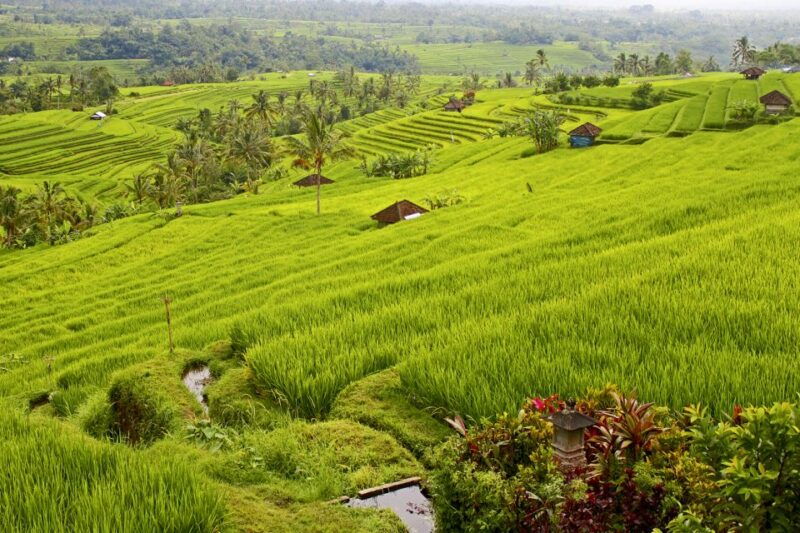 bali-jatiluwih-rice-terraces-1-hour-electric-bike-tour