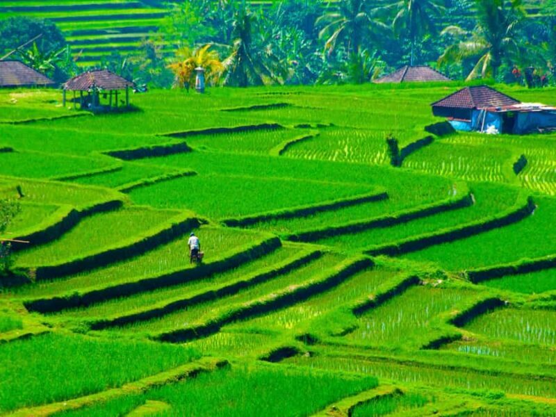 Bali: Jatiluwih Rice Terraces, Sangeh Forest & Coffee Tour - Authentic Insights from Past Travelers