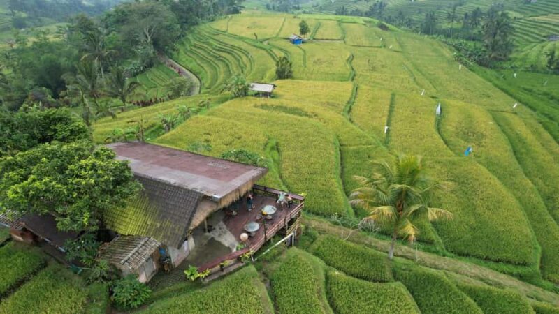 Bali: Jatiluwih Rice Terraces Sunrise guided Walking Tour - Key Points