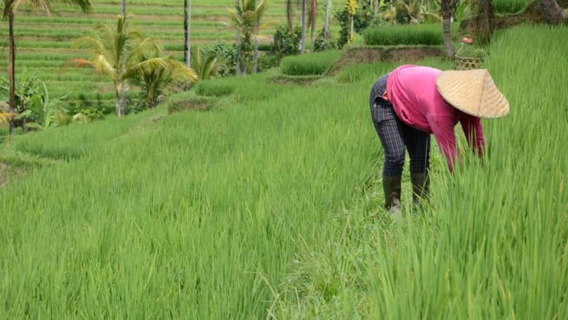 Bali: Jatiluwih Rice Terraces Sunrise guided Walking Tour - FAQ