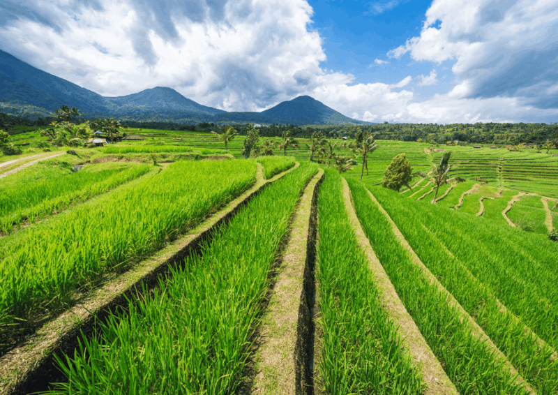 bali-jatiluwih-trekking-with-breakfast-or-lunch