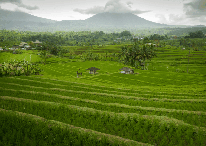 bali-jatiluwih-trekking-with-breakfast-or-lunch