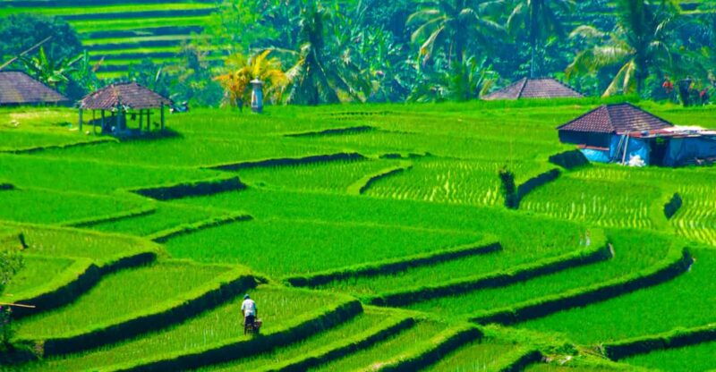 bali-jatiluwih-trekking-with-breakfast-or-lunch