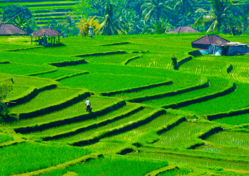 bali-jatiluwih-trekking-with-breakfast-or-lunch