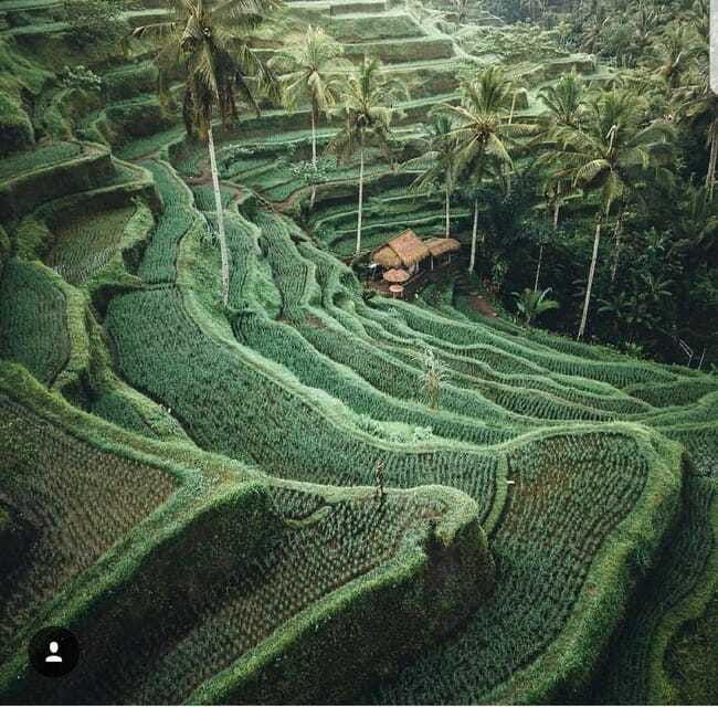 bali-jungle-swing-rice-terrace-water-temple-waterfall
