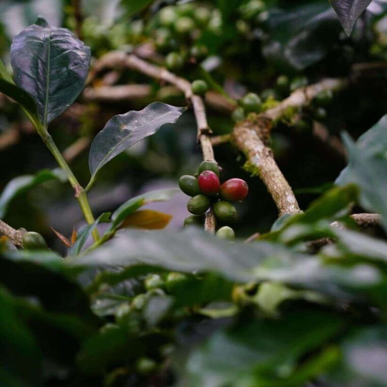 bali-kintamani-cafe-waterfall-temple-and-cretya-ubud-tour