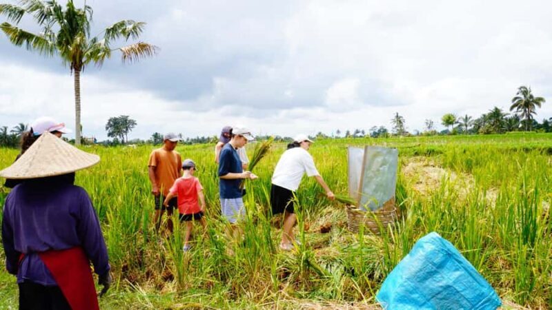 Bali: Kintamani Downhill Bike Tour and Natural Jungle Swim - What Makes This Tour Stand Out?