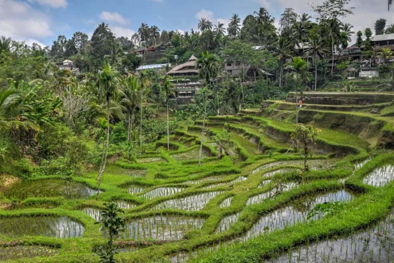 Bali: Kintamani Luxury Private Day Tour with all Tickets - Key Points