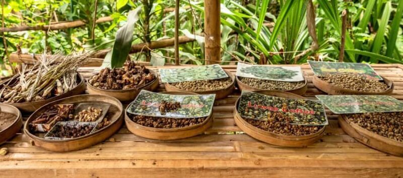 Bali: Kintamani Volcano, Monkey Forest & Rice Terrace Tour - Key Points