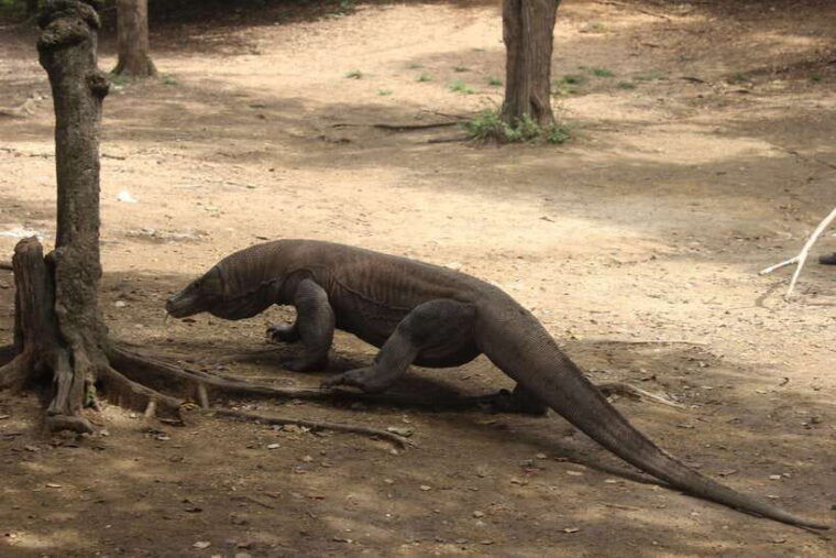 bali-komodo-island-guided-day-trip-with-lunch-and-snacks