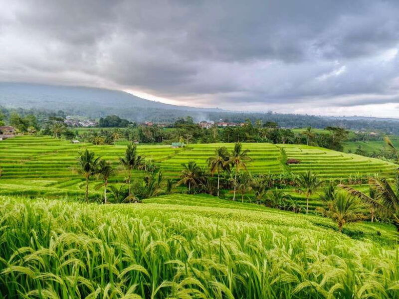 bali-lake-temple-jatiluwih-rice-terrace-and-waterfall-tour