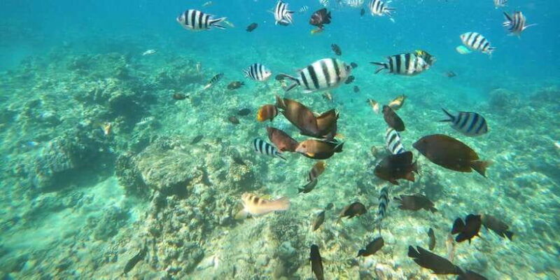 bali-lovina-dolphin-adventure-with-breakfast-and-snorkling