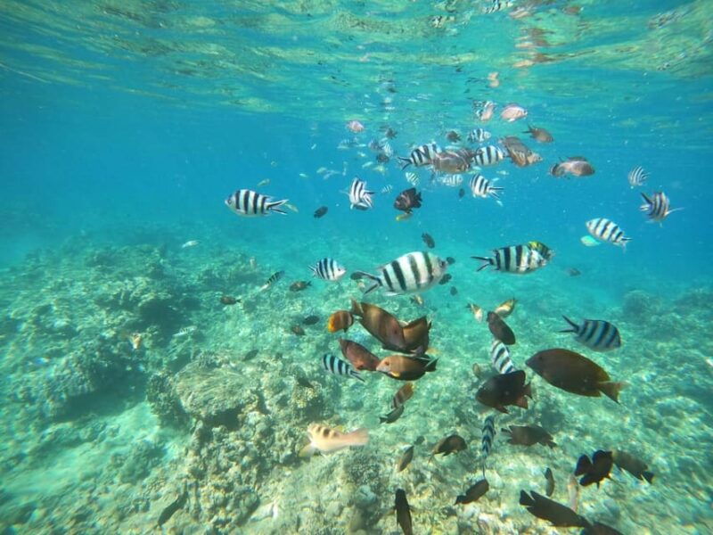 bali-lovina-dolphin-adventure-with-breakfast-and-snorkling