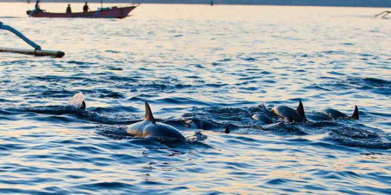 bali-lovina-dolphin-adventure-with-breakfast-and-snorkling