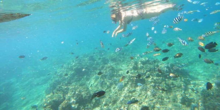 bali-lovina-dolphin-adventure-with-breakfast-and-snorkling