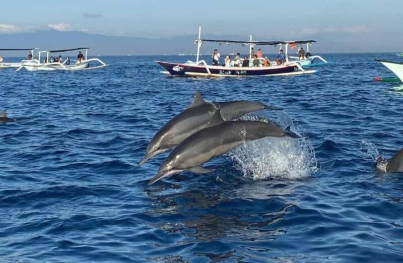 Bali: Lovina Dolphin And Snorkeling With Waterfalls Tours - Introduction