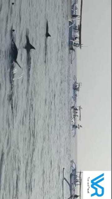 bali-lovina-dolphin-swim-snorkeling-2-destination-stop
