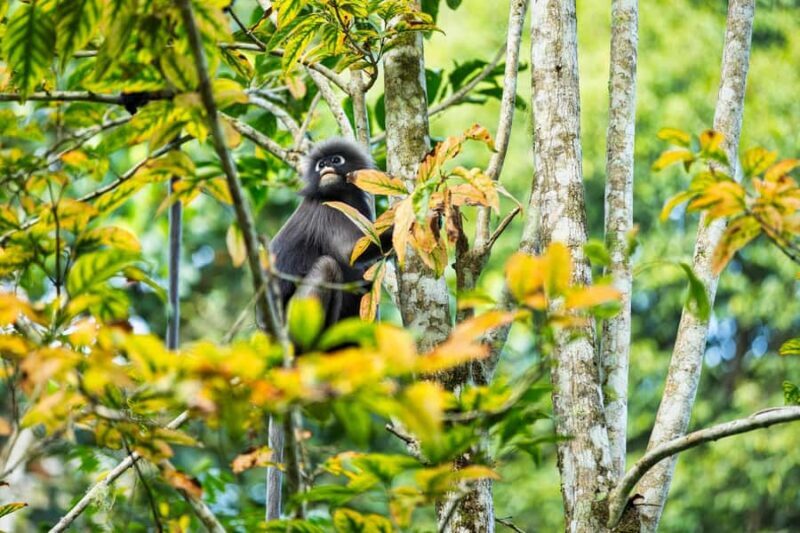 Bali: Lovina Dolphin Watching, Monkeys, & Hidden Hill Tour - The Sum Up