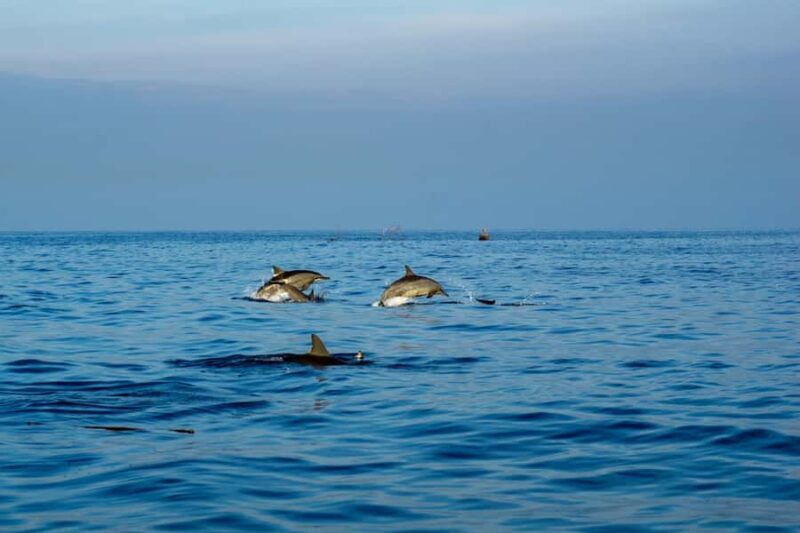 Bali/Lovina: Private or Shared Sunrise Dolphin Snorkel Tour - Key Points