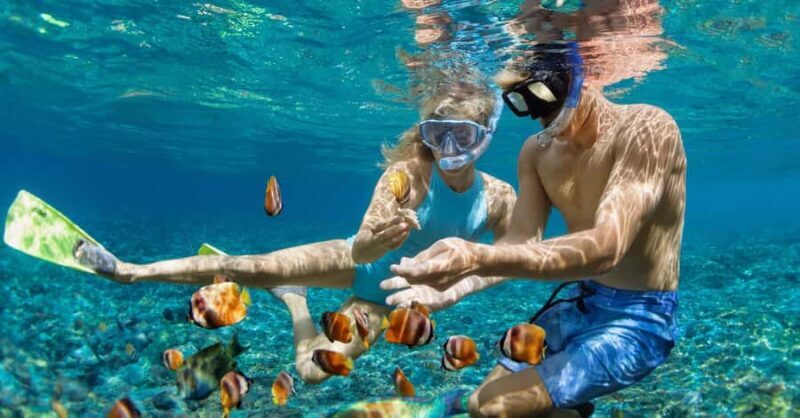 Bali/Lovina: Private or Shared Sunrise Dolphin Snorkel Tour - The Sum Up