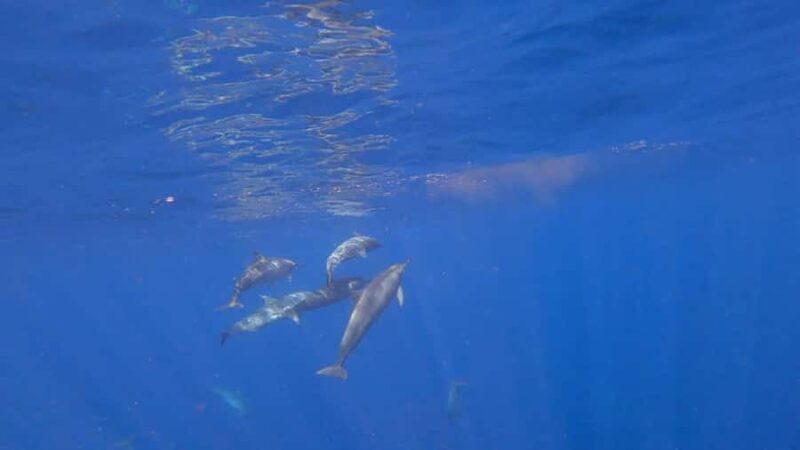 Bali: Lovina Sunrise Dolphin Watching And Snorkeling Tour - An In-Depth Look at the Tour