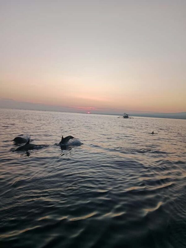 Bali: Lovina Sunrise Dolphin Watching And Snorkeling Tour - Potential Drawbacks and Considerations