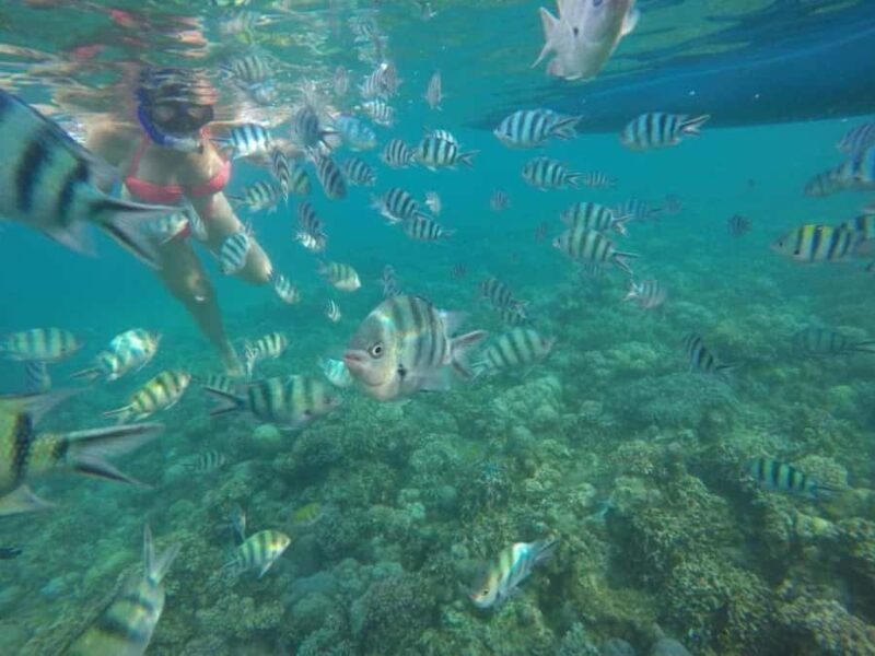 Bali: Lovina Sunrise Dolphin Watching And Snorkeling Tour - Final Thoughts on Value and Suitability