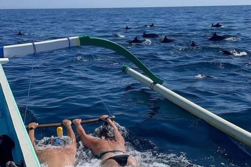 Bali: Lovina Swimming With Dolphine & Snorkeling Tour - Key Points