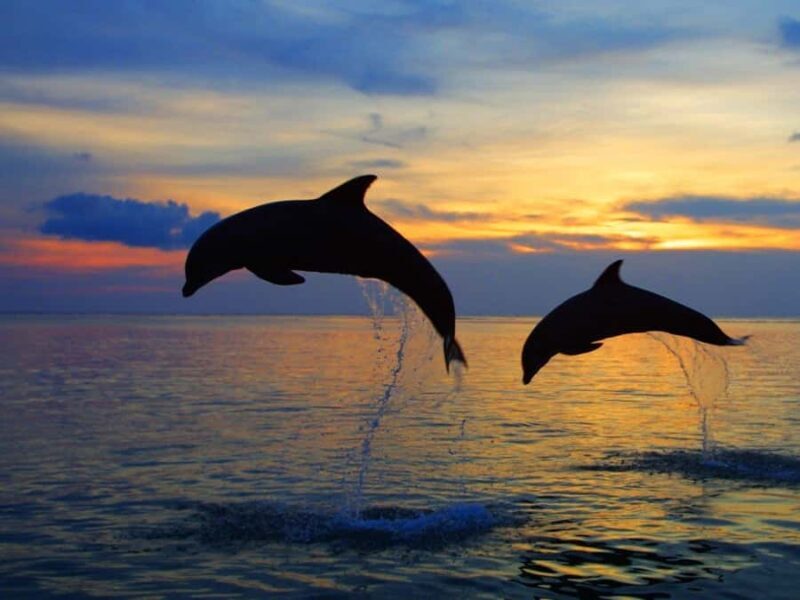 Bali: Lovina Swimming With Dolphine & Snorkeling Tour - Practical Tips for Booking and Enjoying the Tour