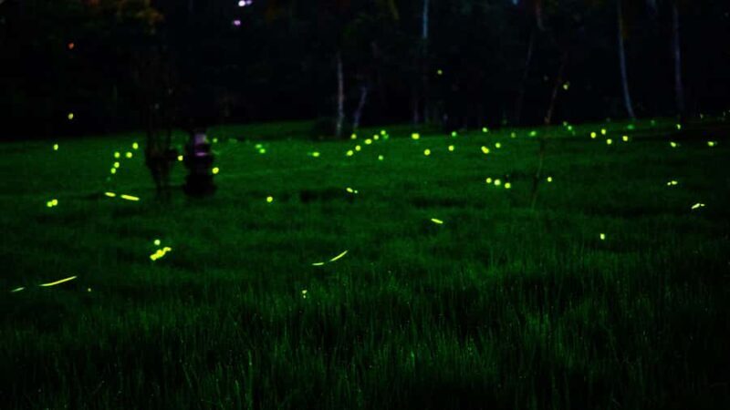 Bali: Magical Night Firefly Tour with Culture Insight - The Experience in Detail
