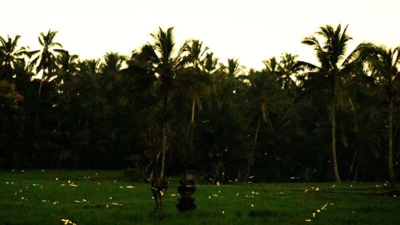 Bali: Magical Night Firefly Tour with Culture Insight - Practical Tips for the Best Experience