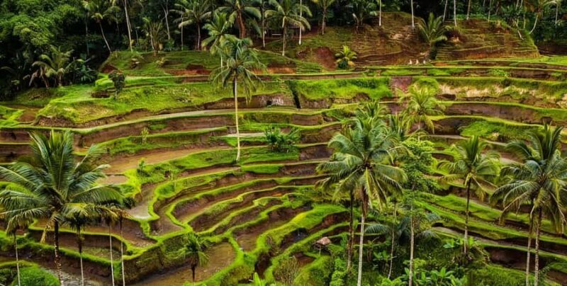 Bali: Manukaya Home of Tirta Tample, Rice Fields and Coffee - Authenticity and Local Insights