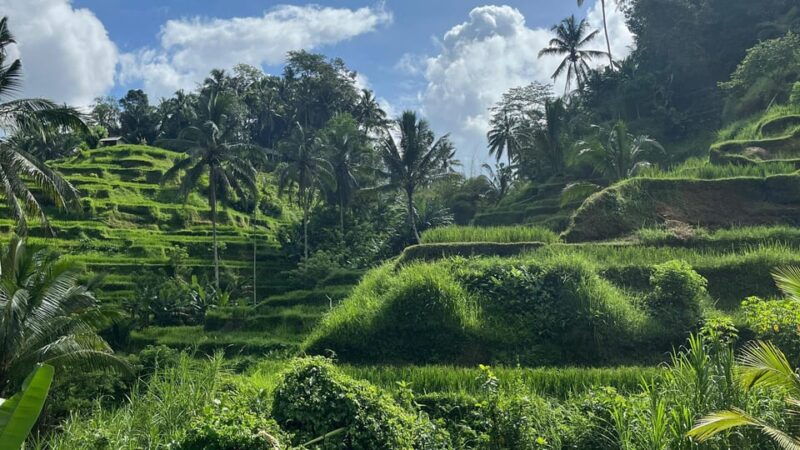 bali-monkey-forest-rice-terrace-tirta-empul