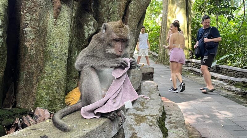 bali-monkey-forest-rice-terrace-tirta-empul