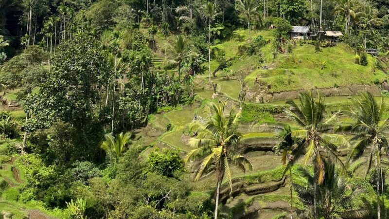 bali-monkey-forest-rice-terrace-tirta-empul