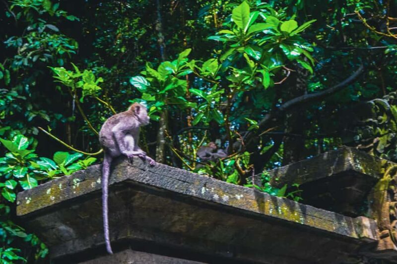Bali: Monkey Forest, Taman Ayun, Tanah Lot Temple Tour - FAQs