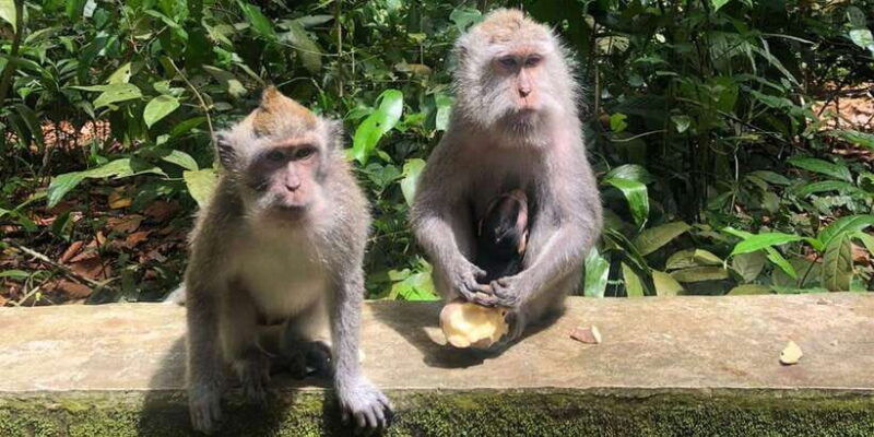 bali-monkey-forest-waterfalls-rice-terracep-and-coffee