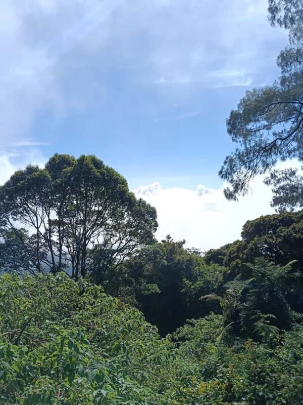 Bali: Mount Catur Trek from Pelaga and finish at Bedugul - Key Points